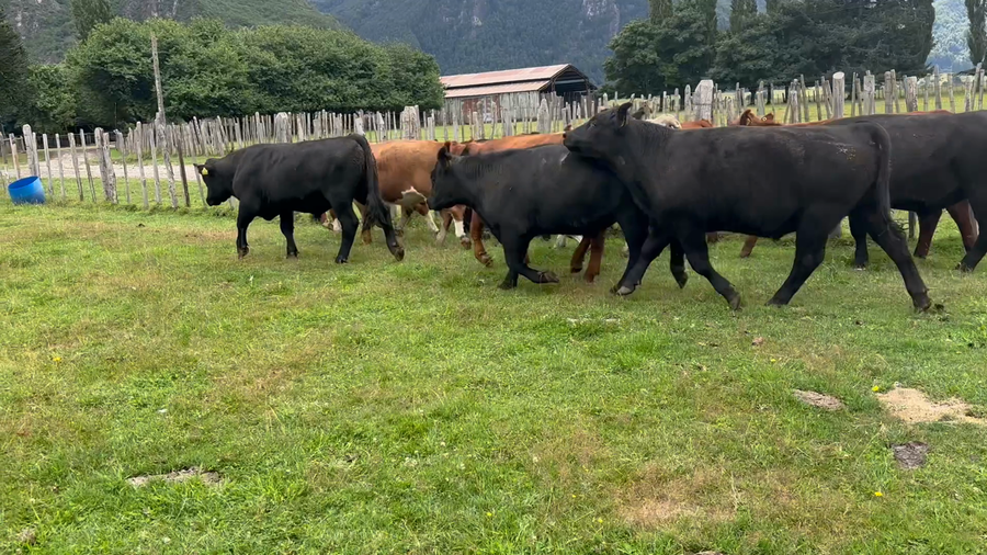 Lote 20 Novillo Engorda