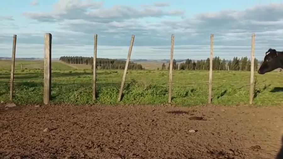 Lote (Vendido)9 Vaquillonas 1 a 2 años a remate en 5to remate por pantalla ENTRE MARTILLOS, San José