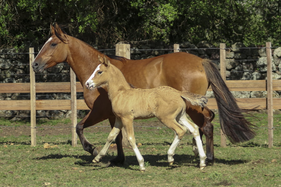 Lote AGUAS CLARAS MIRONA