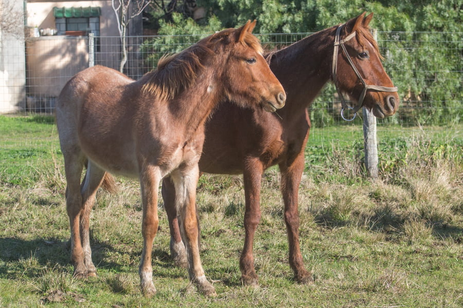Lote GENEROSA DE ZAPALLAR