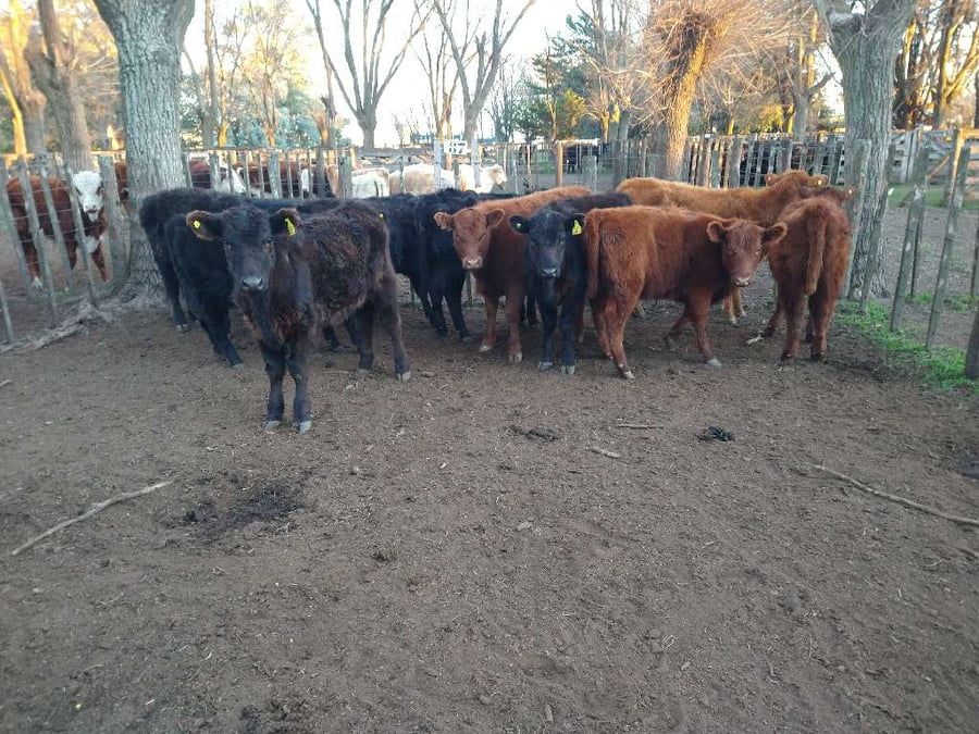 Lote 12 Terneras en Gral. Lamadrid, Buenos Aires