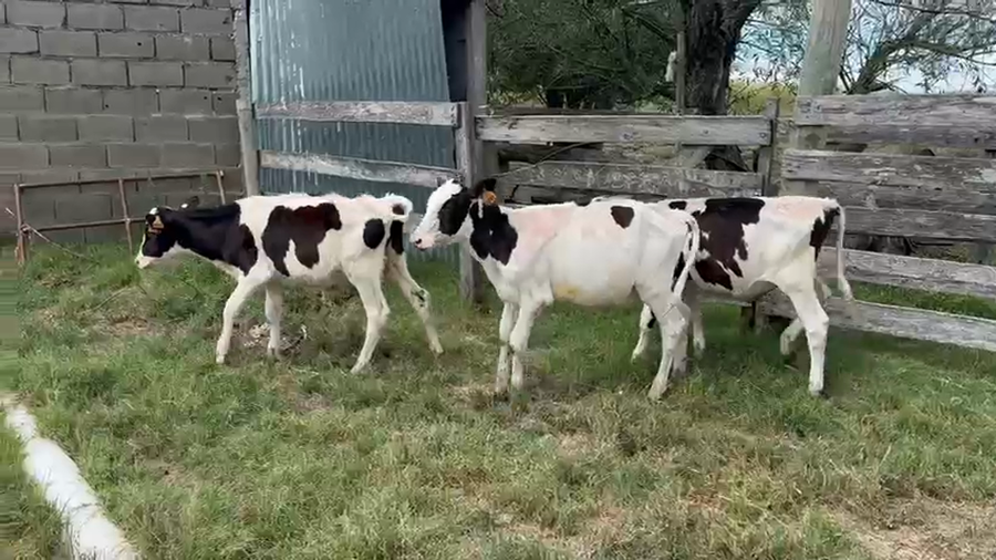 Lote 3 Terneros a remate en Pantalla Camy, San José