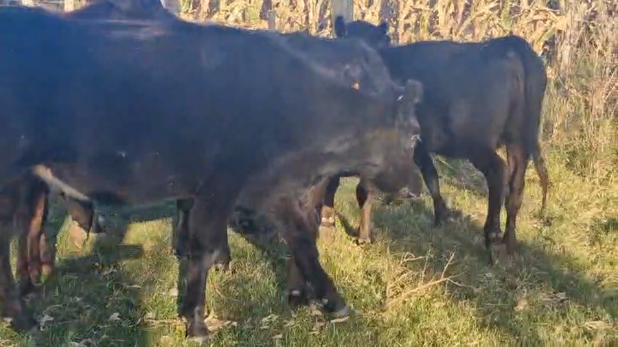 Lote 8 Vaquillonas  a remate en Pantalla Camy, San José