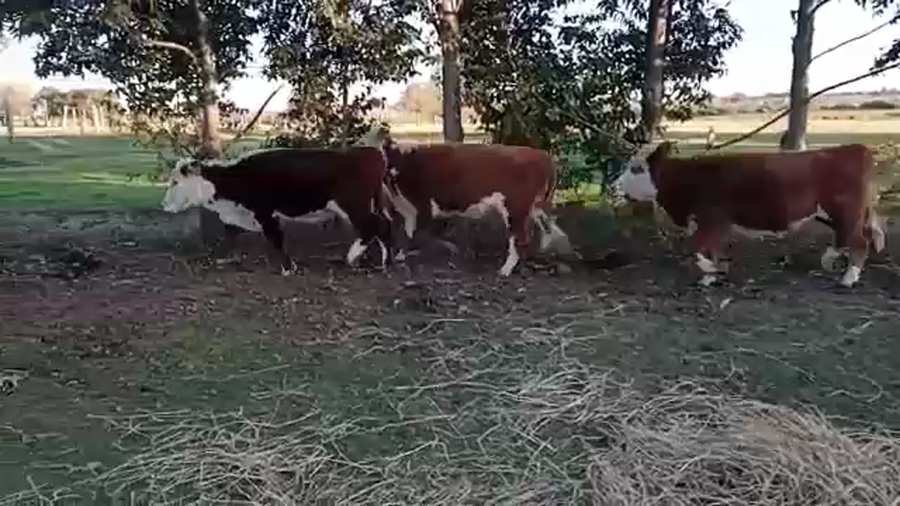 Lote (Vendido)4 Terneras HEREFORD ANGUS a remate en 5to remate por pantalla ENTRE MARTILLOS 250kg -  en BAÑADO