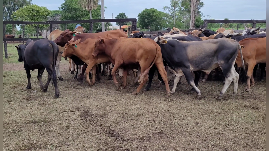 Lote Lote Toros y Novillos