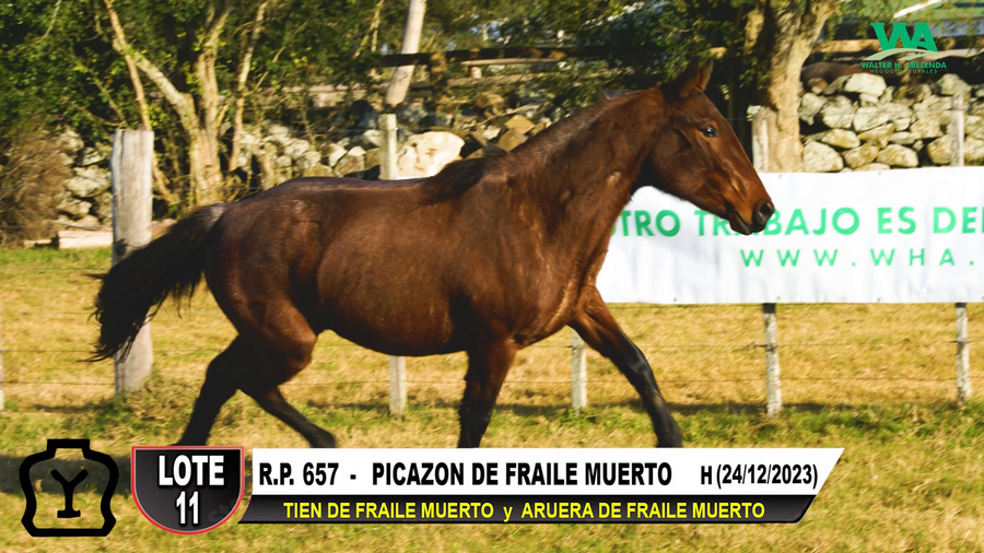 Lote PICAZON DE FRAILE MUERTO