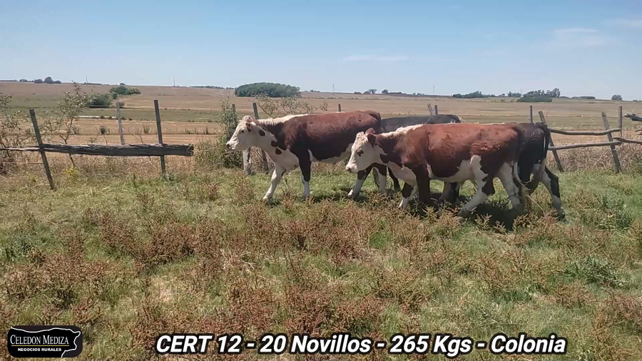 Lote 20 Novillos 1 a 2 años en Agraciada, Colonia