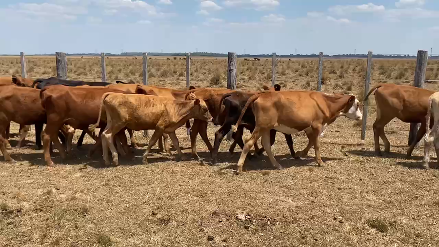 Lote 40 Terneras en Virasoro, Corrientes