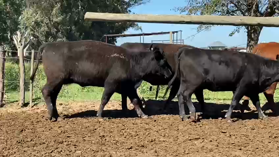 Lote 30 Vacas nuevas C/ gtia de preñez en Gral. Las Heras, Buenos Aires