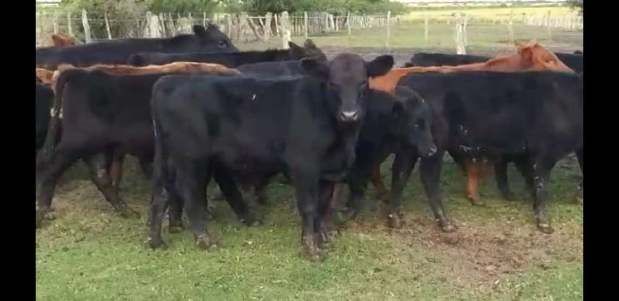 Lote 60 Terneros en Villaguay, Entre Ríos