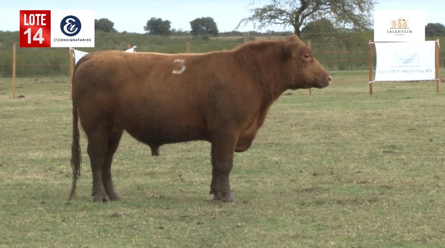 Lote Toros Angus Colorados Puros Controlados