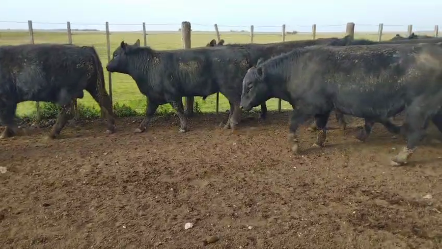 Lote 36 MEJ / Macho Entero Joven
