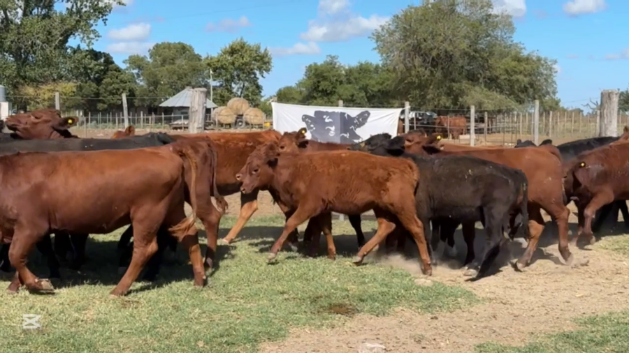 Lote 36 Terneras