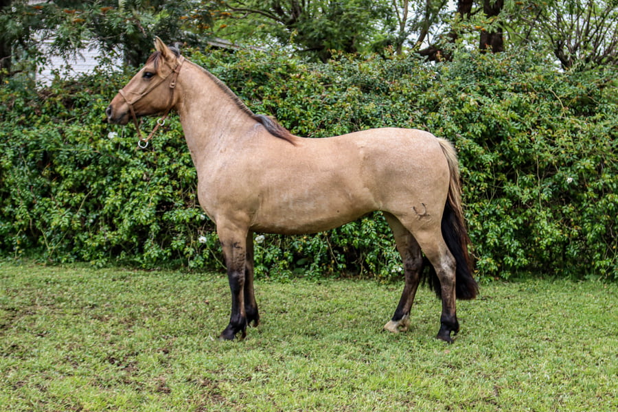 Lote RP  3392 - PORÁ IRIS