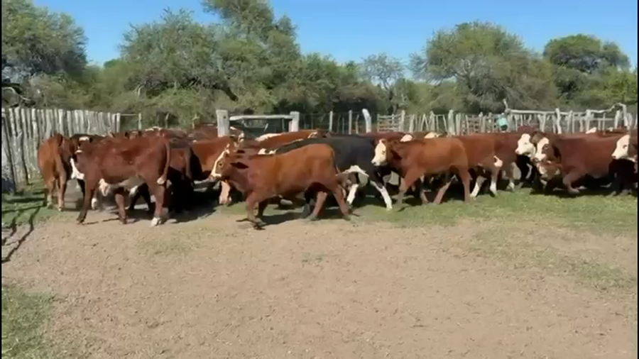 Lote 75 Terneros/as