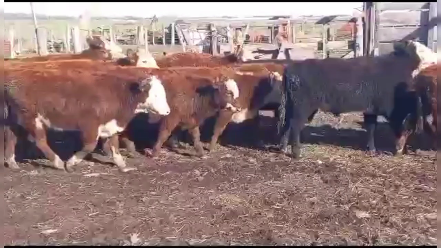 Lote 40 TERNS. MACHOS Y HEMBRAS, CNEL. SUAREZ, PCIA. DE BS. AS.