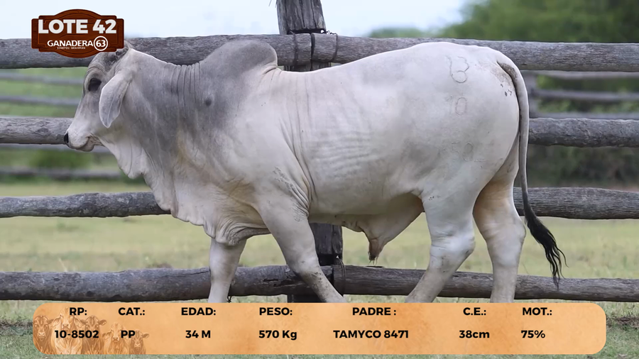 Lote LOTE 42