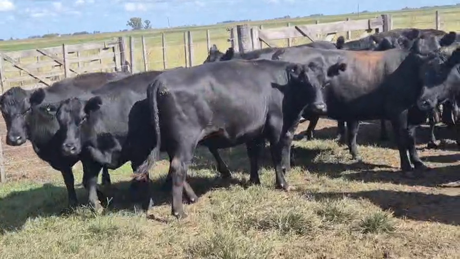 Lote 26 Vaquillonas preñadas