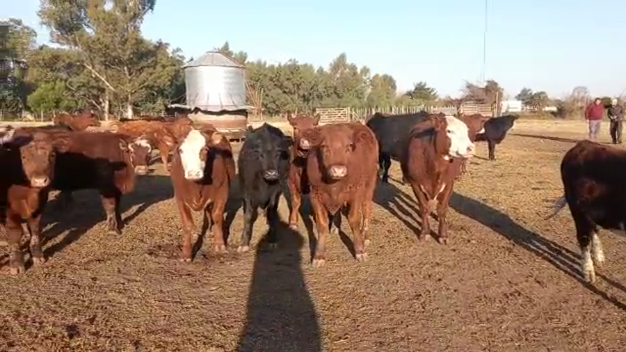 Lote 61 Terneros/as en Buenos Aires, Urdampilleta