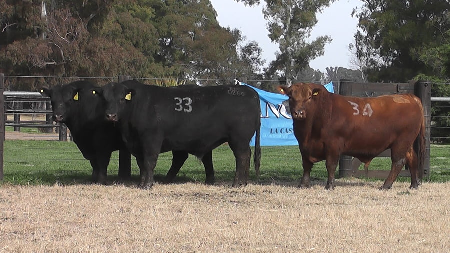 Lote TOROS ANGUS PC