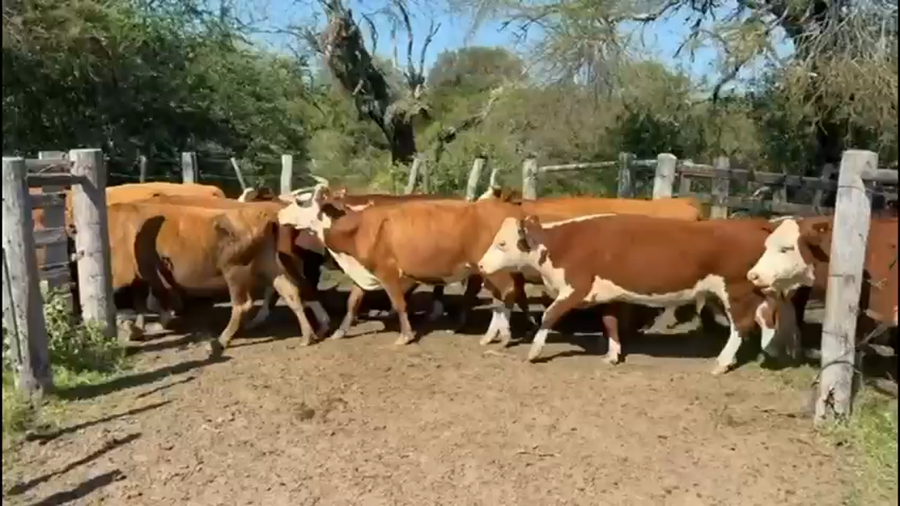 Lote 30 Vacas usadas preñadas