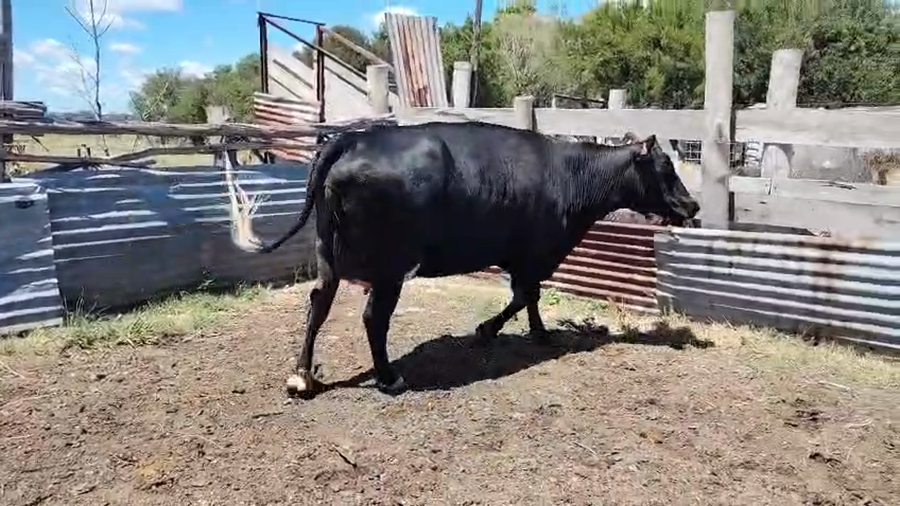 Lote Vacas próximas a remate en Pantalla Camy, San José