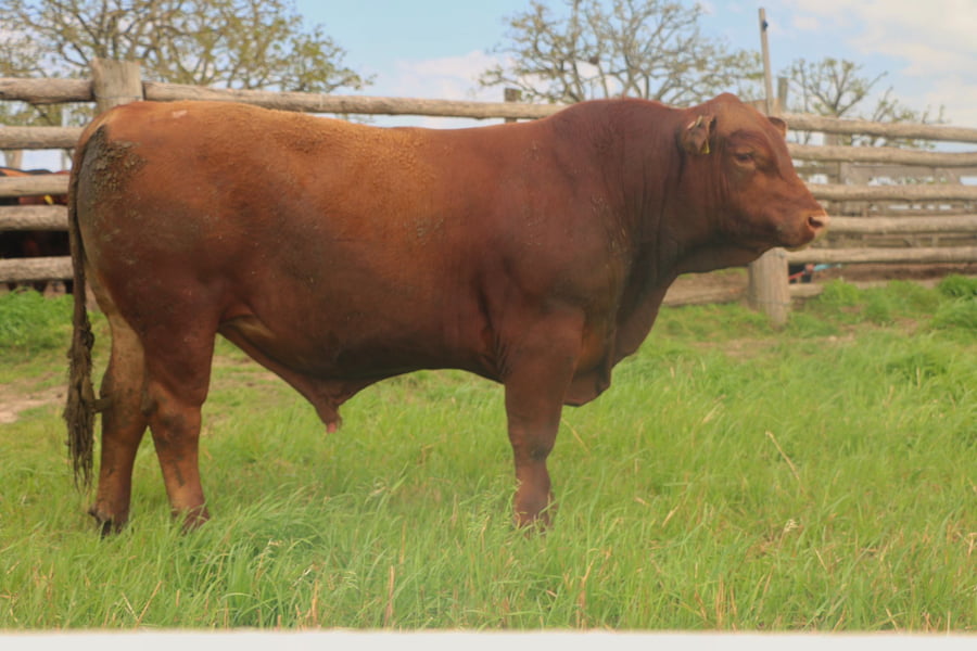 Lote Toros a remate en 14º Nacional Brangus, Tacuarembó