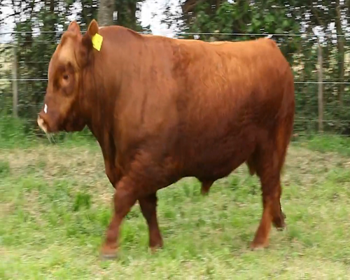 Lote TOROS PURO DE PEDRIGREE