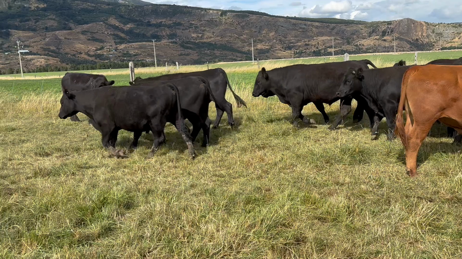 Lote 50 Novillo Engorda en XI Región Aysén, Coyhaique