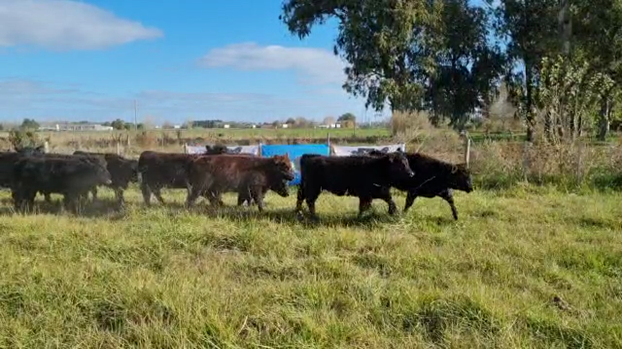 Lote 65 Terneras en Brandsen, Buenos Aires