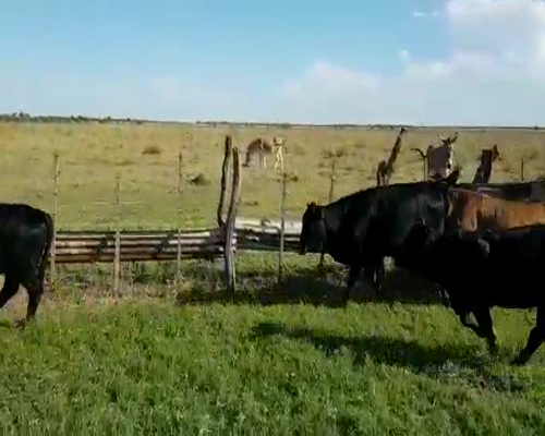 Lote 118 Terneros/as en Santa Sylvina, Chaco