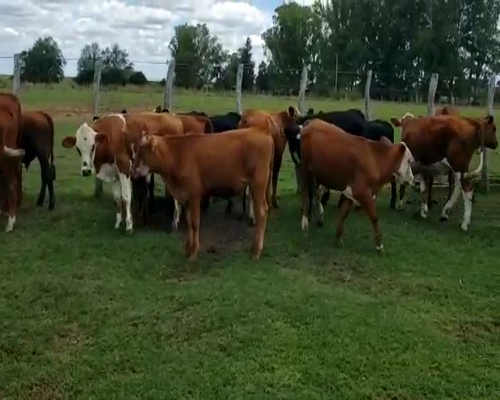 Lote 21 Novillitos en Villaguay, Entre Ríos