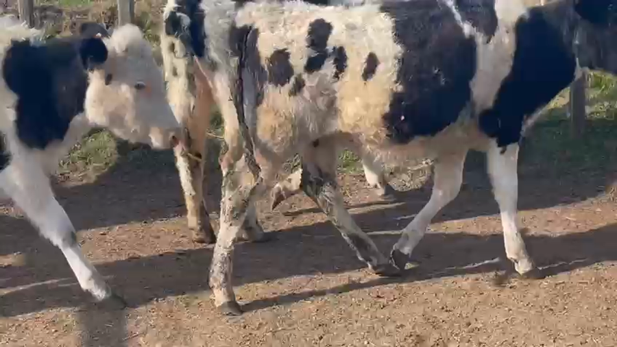 Lote 9 Terneras HOLANDO a remate en PANTALLA CAMY 140kg - , San José