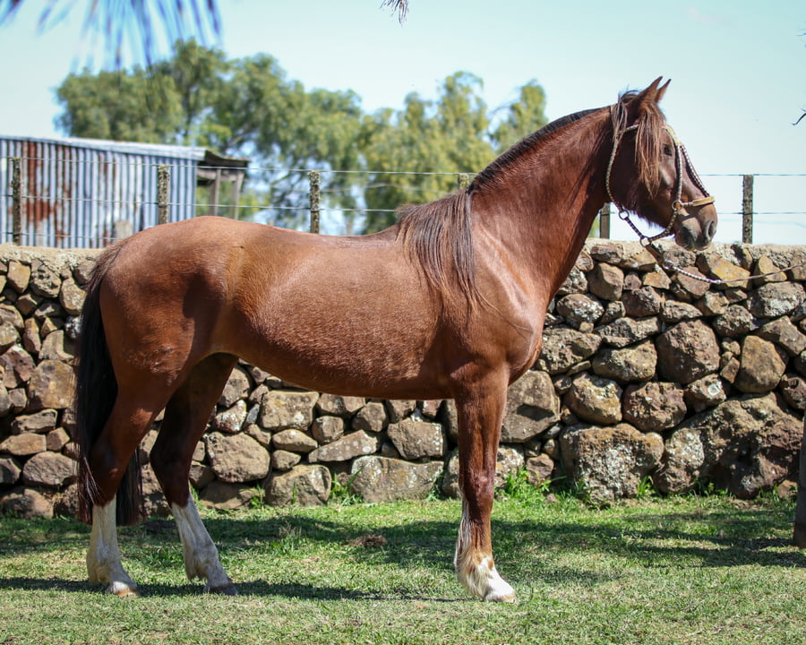 Lote Santa Ines Pata