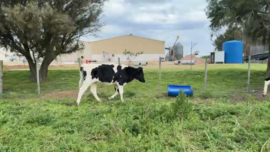 Lote NOVILLOS 1 a 2 AÑOS