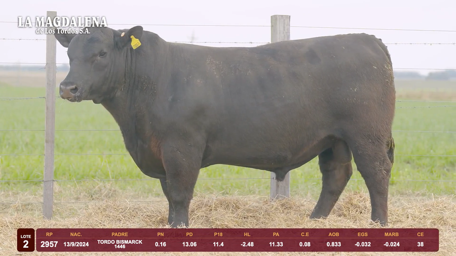 Lote Lote 2 - Angus