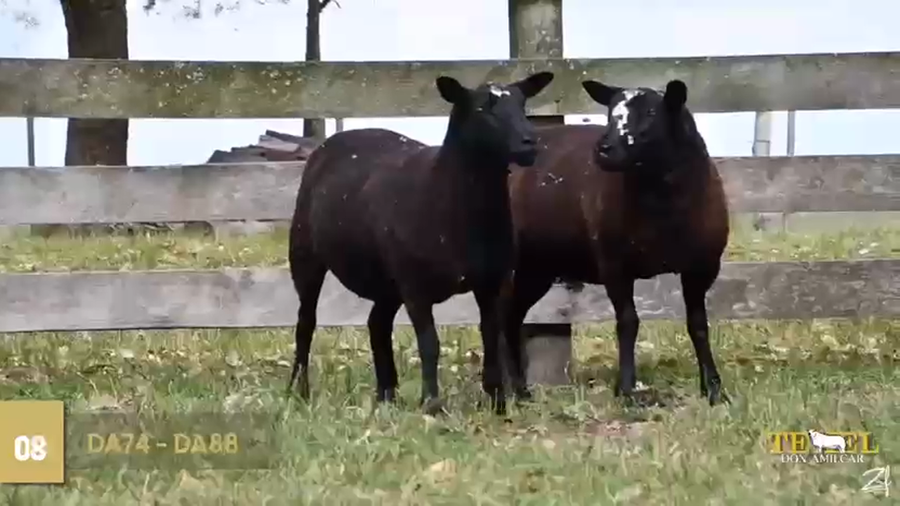 Lote 2 Borregas a remate en Texel Don Amilcar y Villa Olivar, Cerro Largo