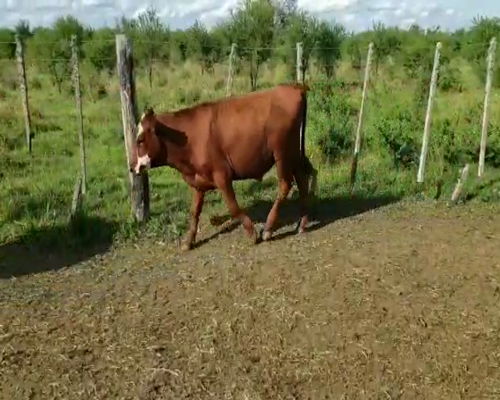 Lote 70 Novillitos en Villaguay, Entre Ríos