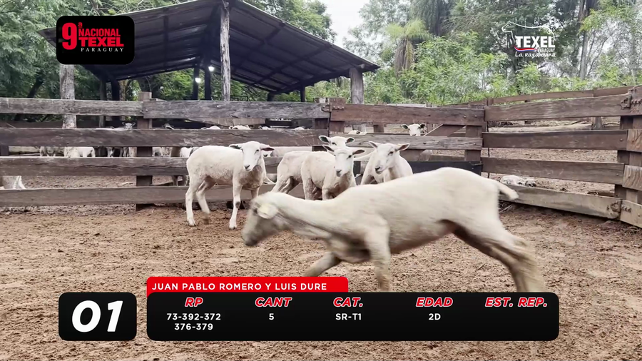 Lote LOTE 1- POR PANTALLA