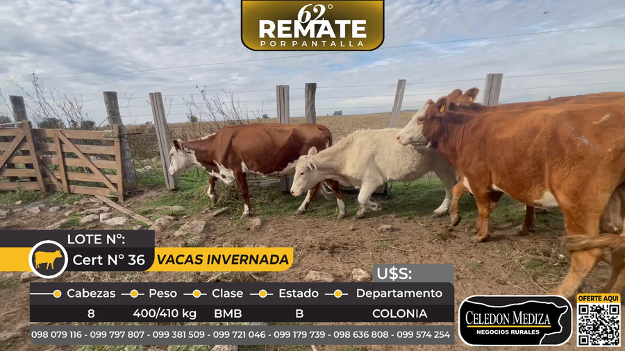 Lote 8 Vacas de Invernada en La Horqueta, ruta 21, Colonia