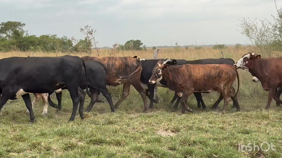 Lote 37 Vaquillonas preñadas
