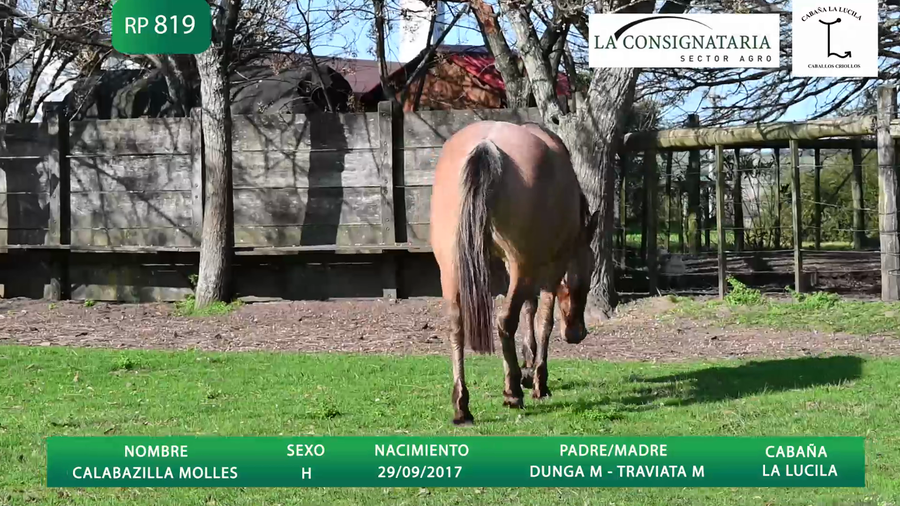 Lote CALABAZILLA MOLLES