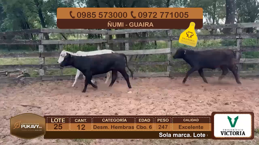 Lote Desm. Hembras Cbo 6