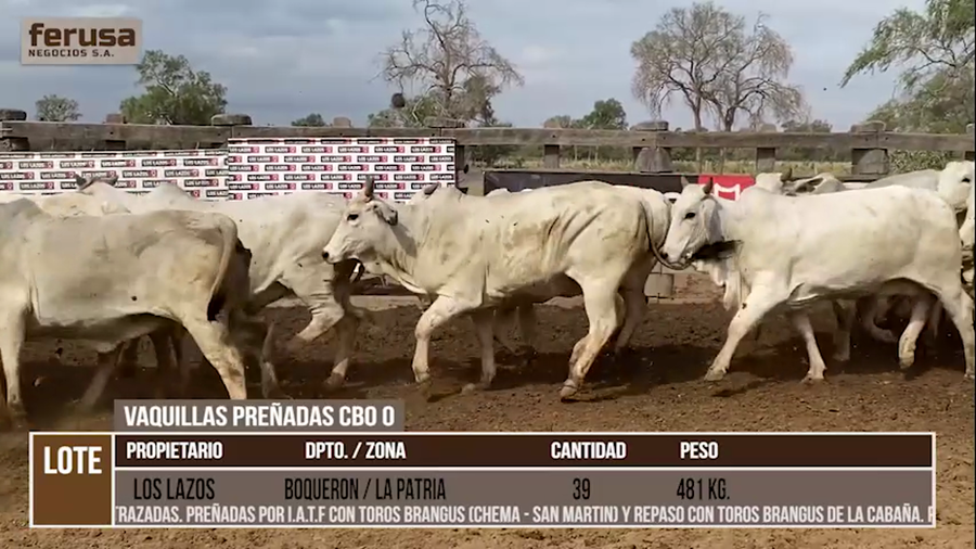 Lote LOTE 32 - 39 VAQUILLAS PREÑADAS CBO 0