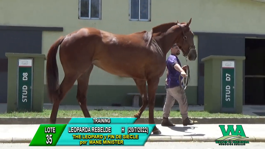 Lote LEOPARDA REBELDE