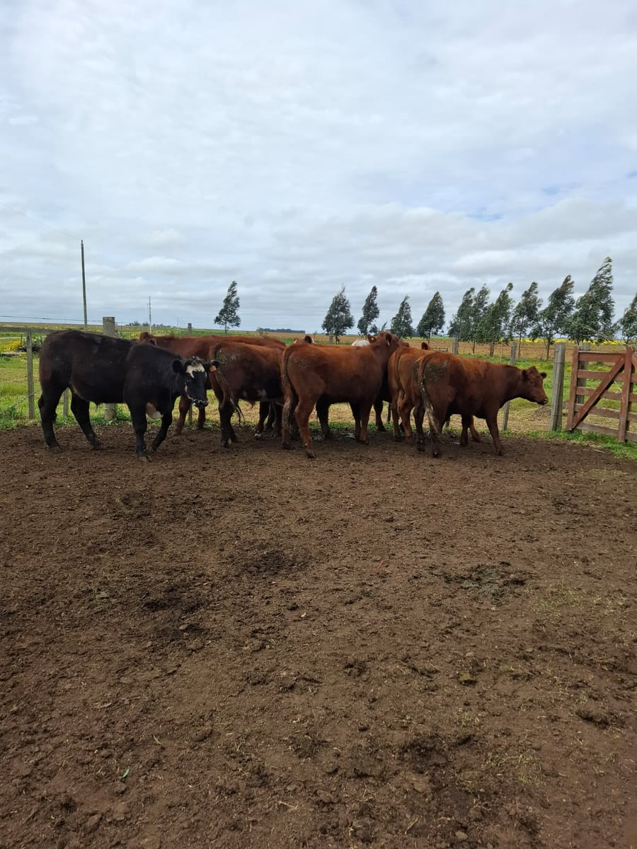 Lote Santa Cecilia