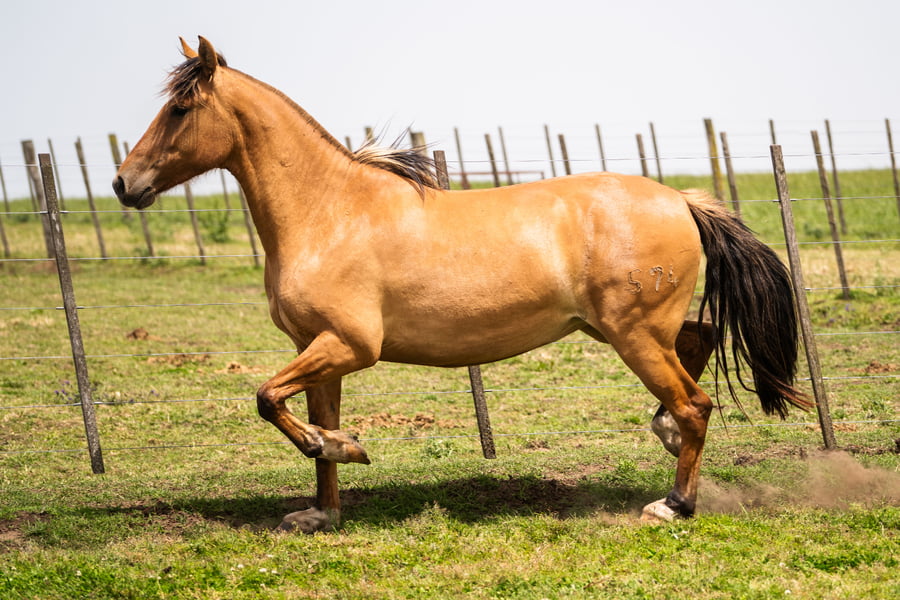 Lote AGENCIADA WINDY