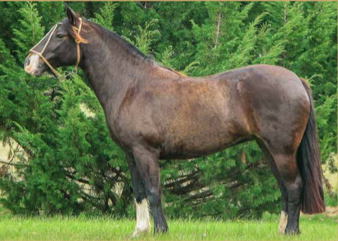 Lote ESTRELLA DE LA COLINA