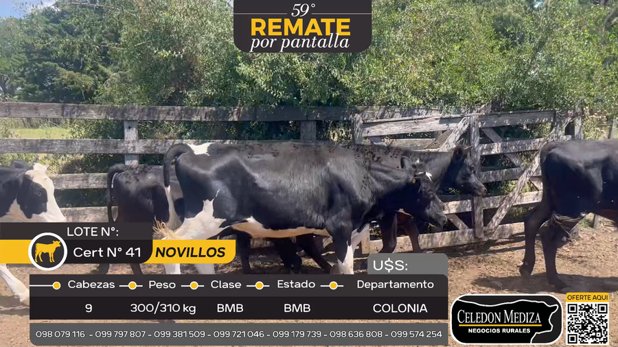 Lote 9 Novillos en Otra Localidad, Colonia