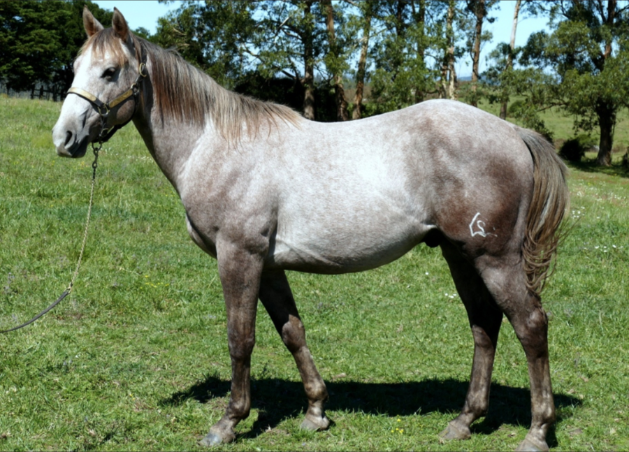 Lote VDA PRAIANO HEAVEN PICK